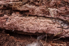 Ceriporia purpurea