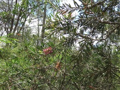 Melaleuca megalongensis