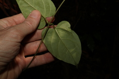Vincetoxicum paniculatum