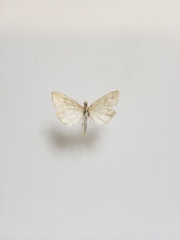 Udea lutealis