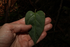 Vincetoxicum paniculatum