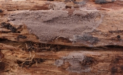 Tomentella neobourdotii