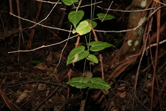 Vincetoxicum paniculatum