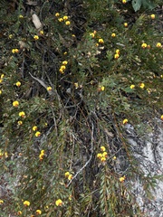 Bossiaea ornata