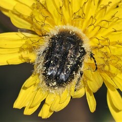 Tropinota squalida