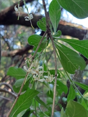 Pavetta gardeniifolia