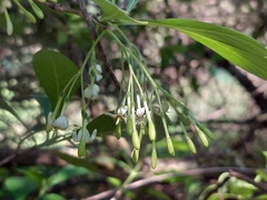 Pavetta gardeniifolia