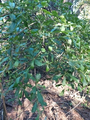 Pavetta gardeniifolia