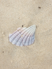 Pecten fumatus