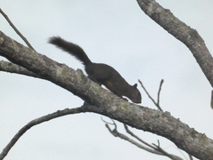 Sciurus granatensis