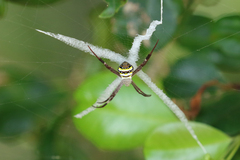 Argiope aetherea