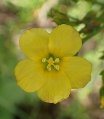 Linum thunbergii