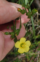 Linum thunbergii