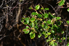 Pomaderris paniculosa