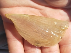 Pinnidae