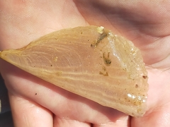 Pinnidae
