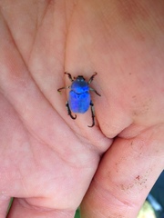 Hoplia coerulea