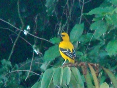 Icterus nigrogularis nigrogularis