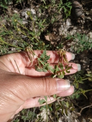 Coronilla coronata