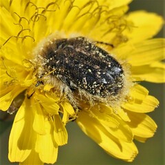 Tropinota squalida