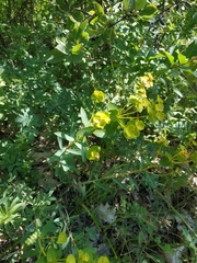 Euphorbia glareosa