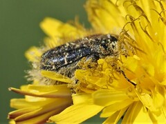 Tropinota squalida