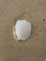 Phalium bandatum