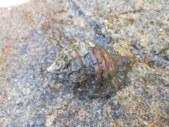 Monoplex parthenopeus