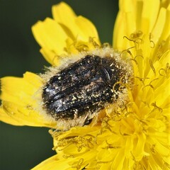 Tropinota squalida