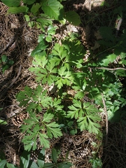 Physospermum cornubiense