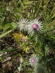 Ptilostemon echinocephalus