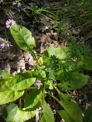 Solidago virgaurea taurica