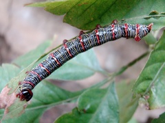 Didugua argentilinea