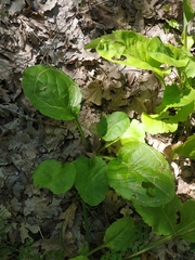 Solidago virgaurea taurica