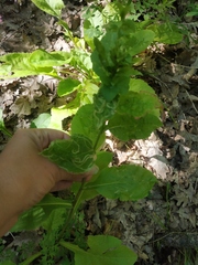 Solidago virgaurea taurica