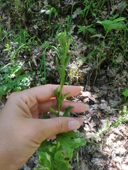 Solidago virgaurea taurica