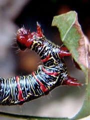 Didugua argentilinea