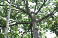 Bertholletia excelsa