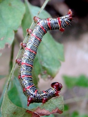 Didugua argentilinea