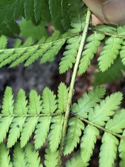 Dryopteris remota