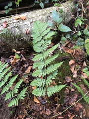 Dryopteris remota