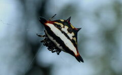 Gasteracantha geminata