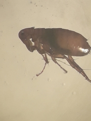 Siphonaptera