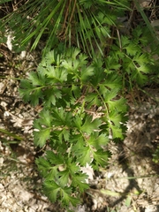 Silphiodaucus hispidus