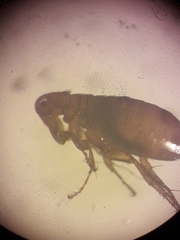 Siphonaptera