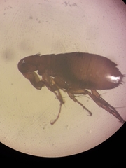 Siphonaptera