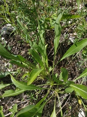 Cephalaria coriacea