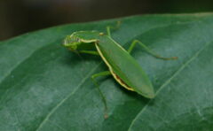 Odontomantis