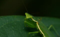 Odontomantis