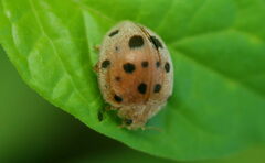 Henosepilachna vigintioctopunctata